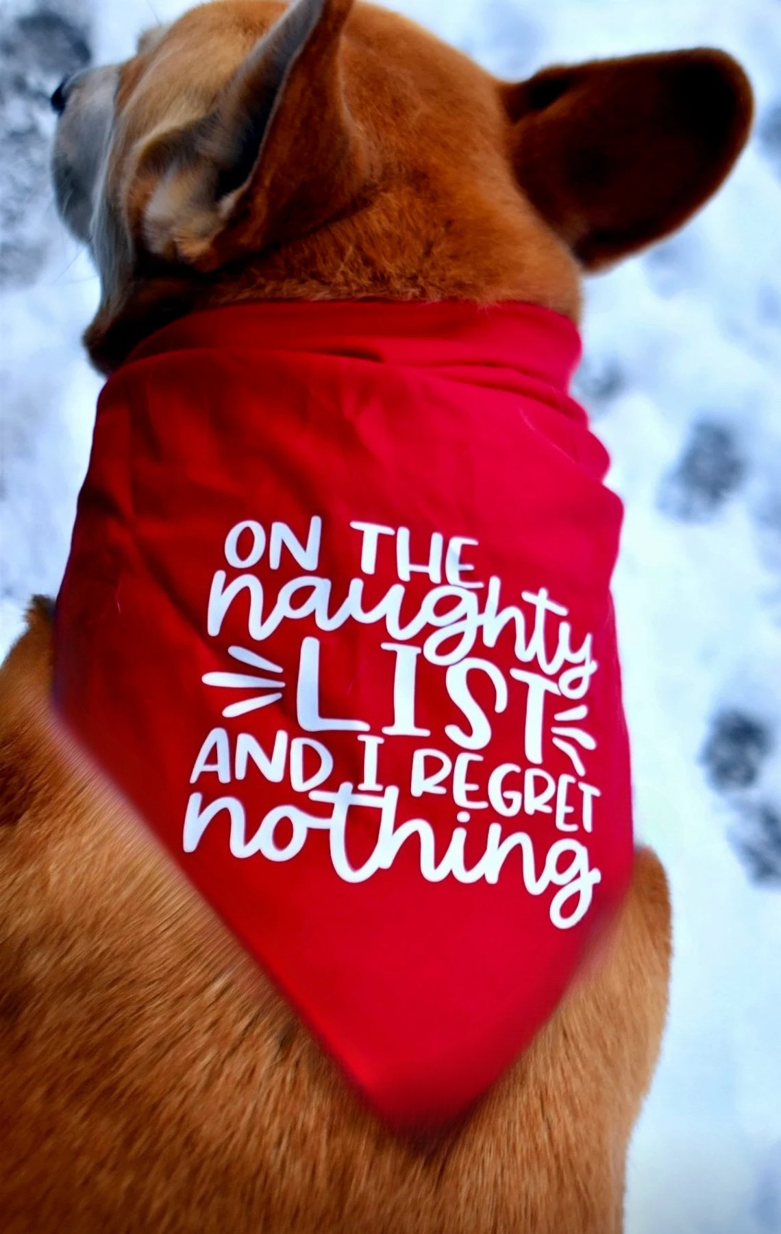 On The Naughty List Funny Band – Pet Supplies List recenzja i cena