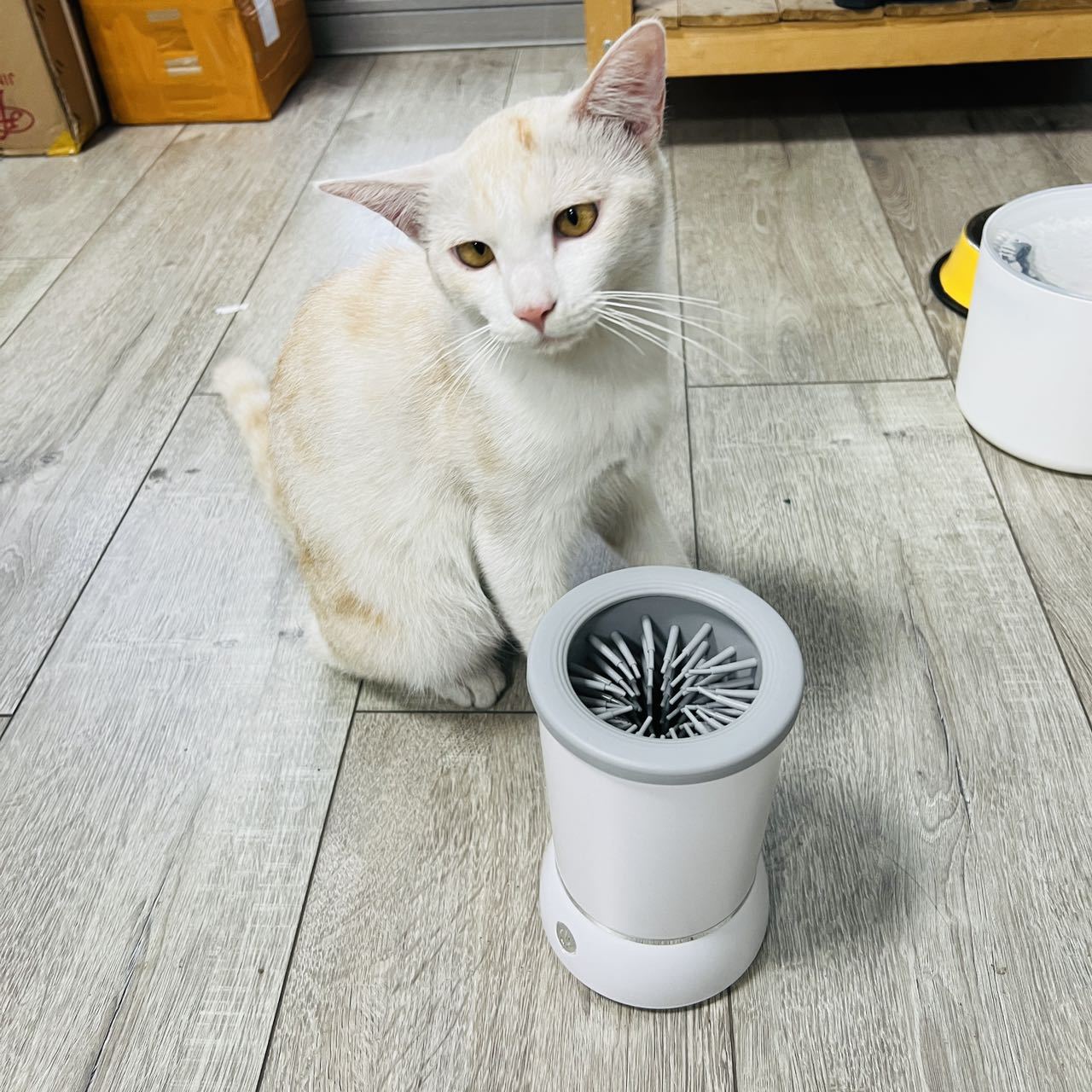 Automatic Pet Paw Cleaner Cup, – Dog Paw Cleaner recenzja i cena